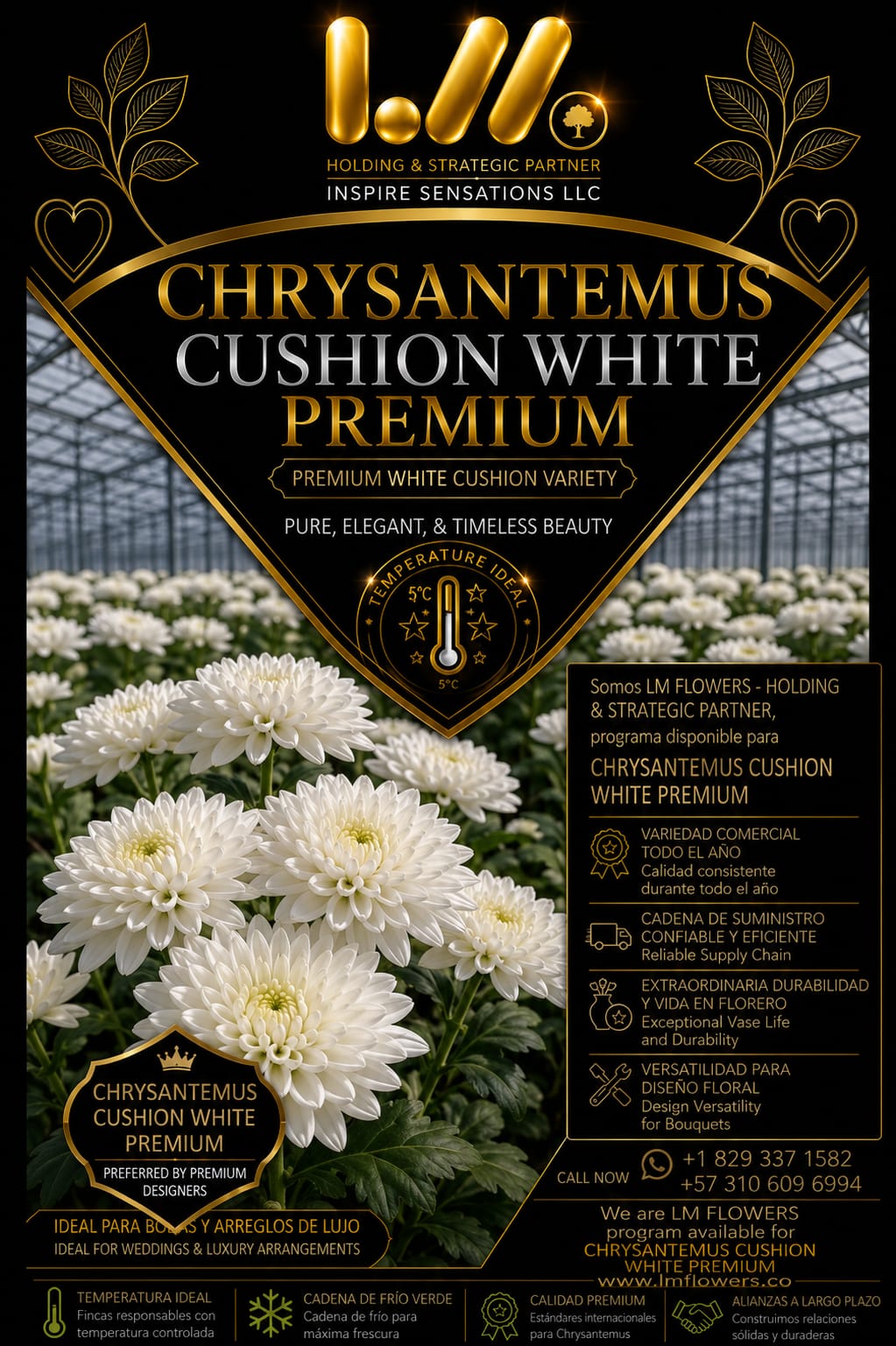 Crisantemos Cushion White