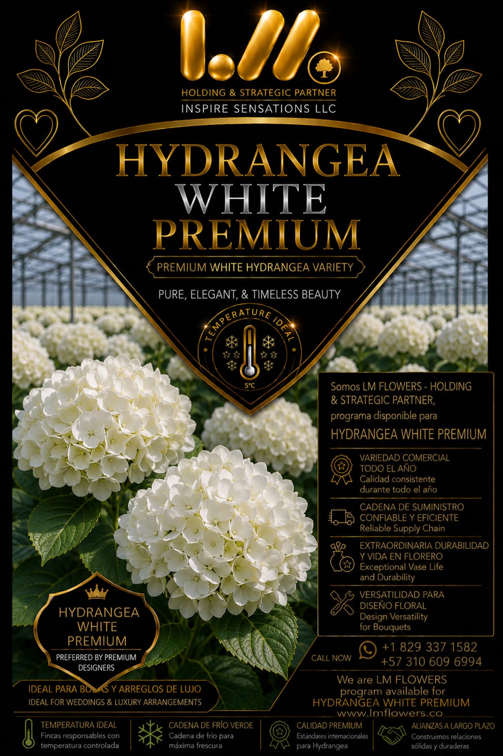 Hydrangea