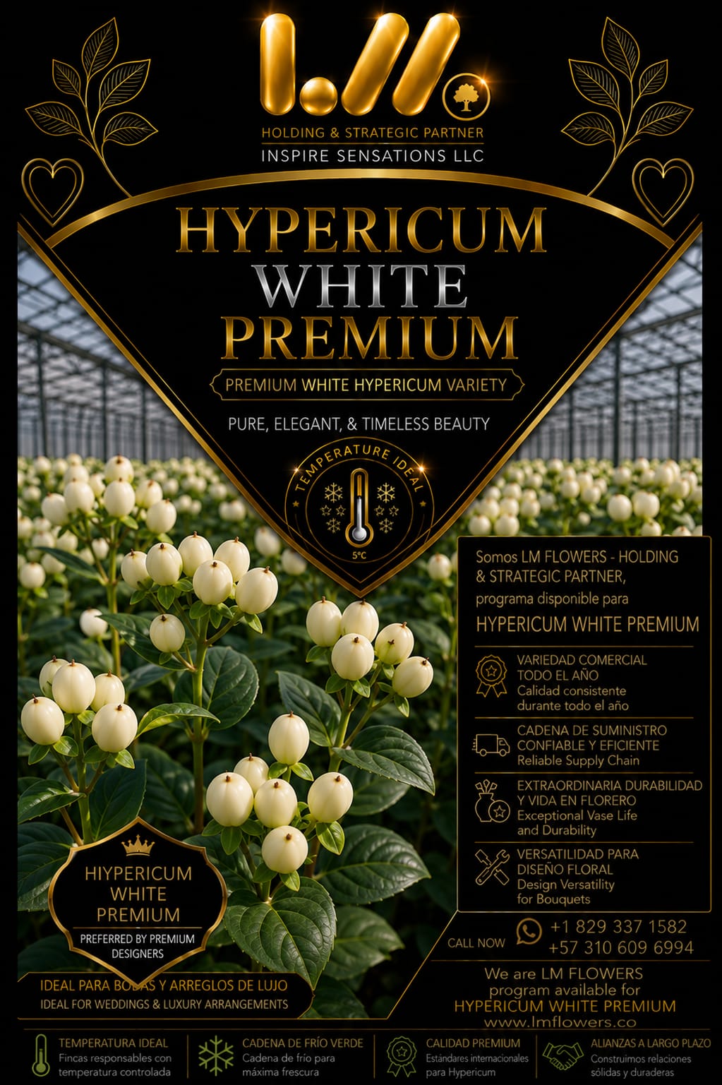 Hypericum