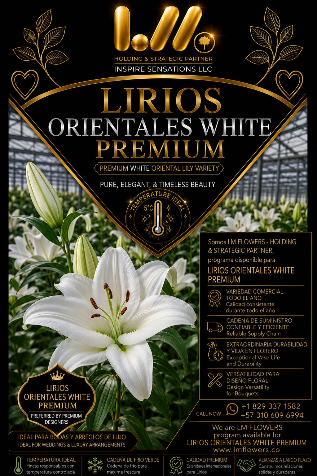 Lirios Orientales White