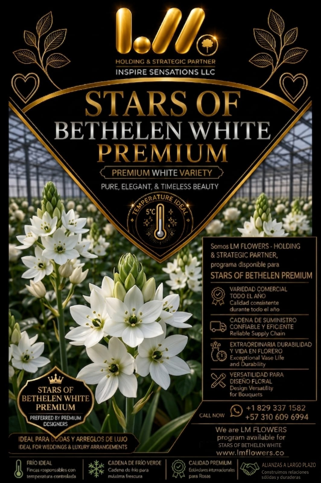 Star of Bethlehem
