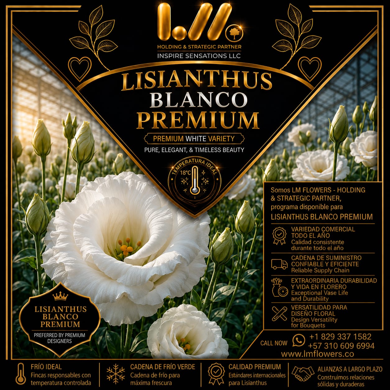 Diseño premium 02