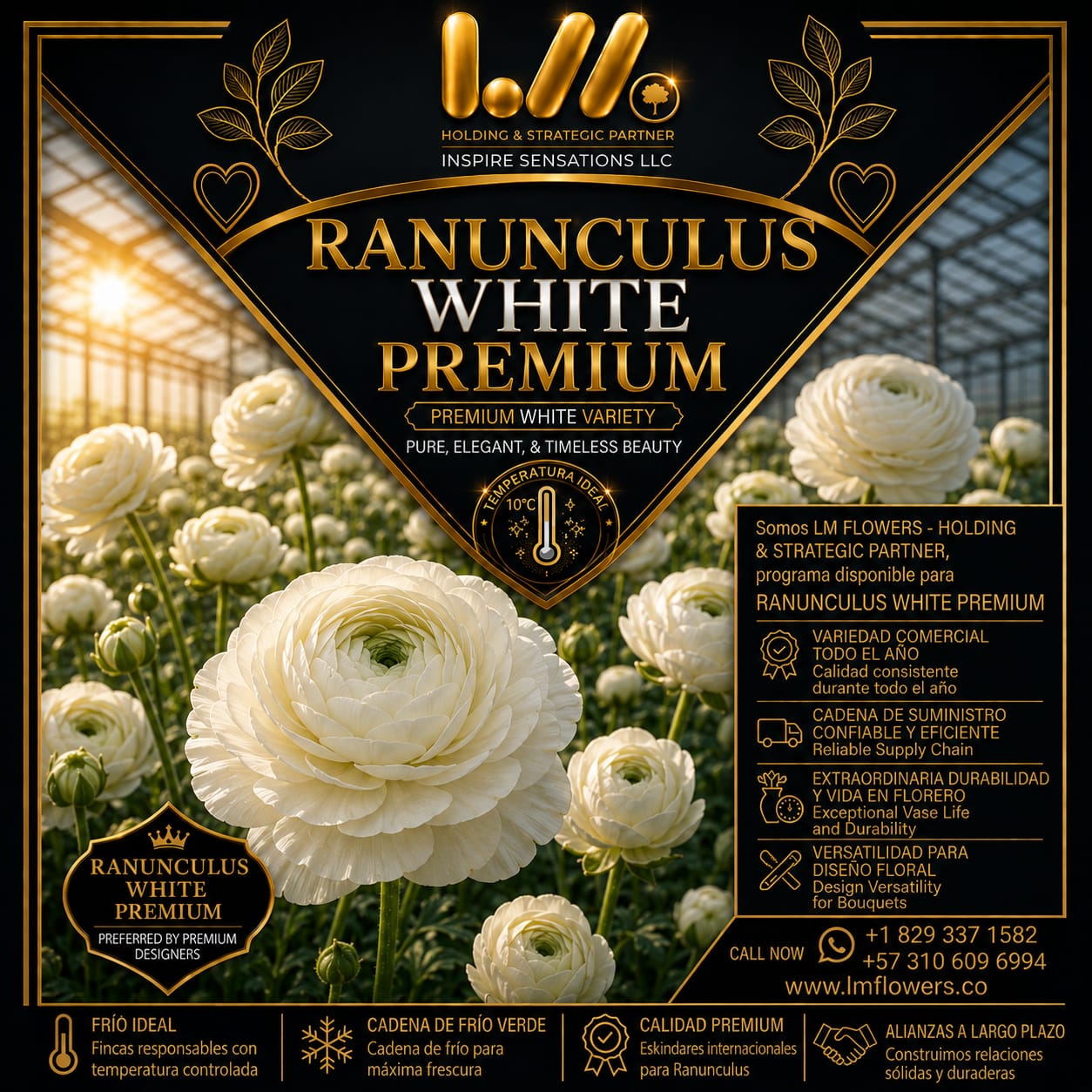 Diseño premium 04
