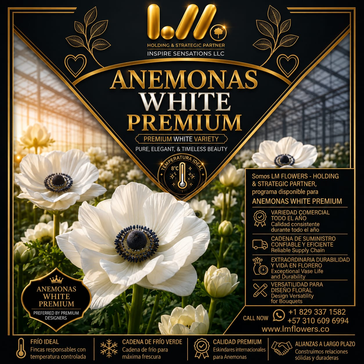 Diseño premium 05