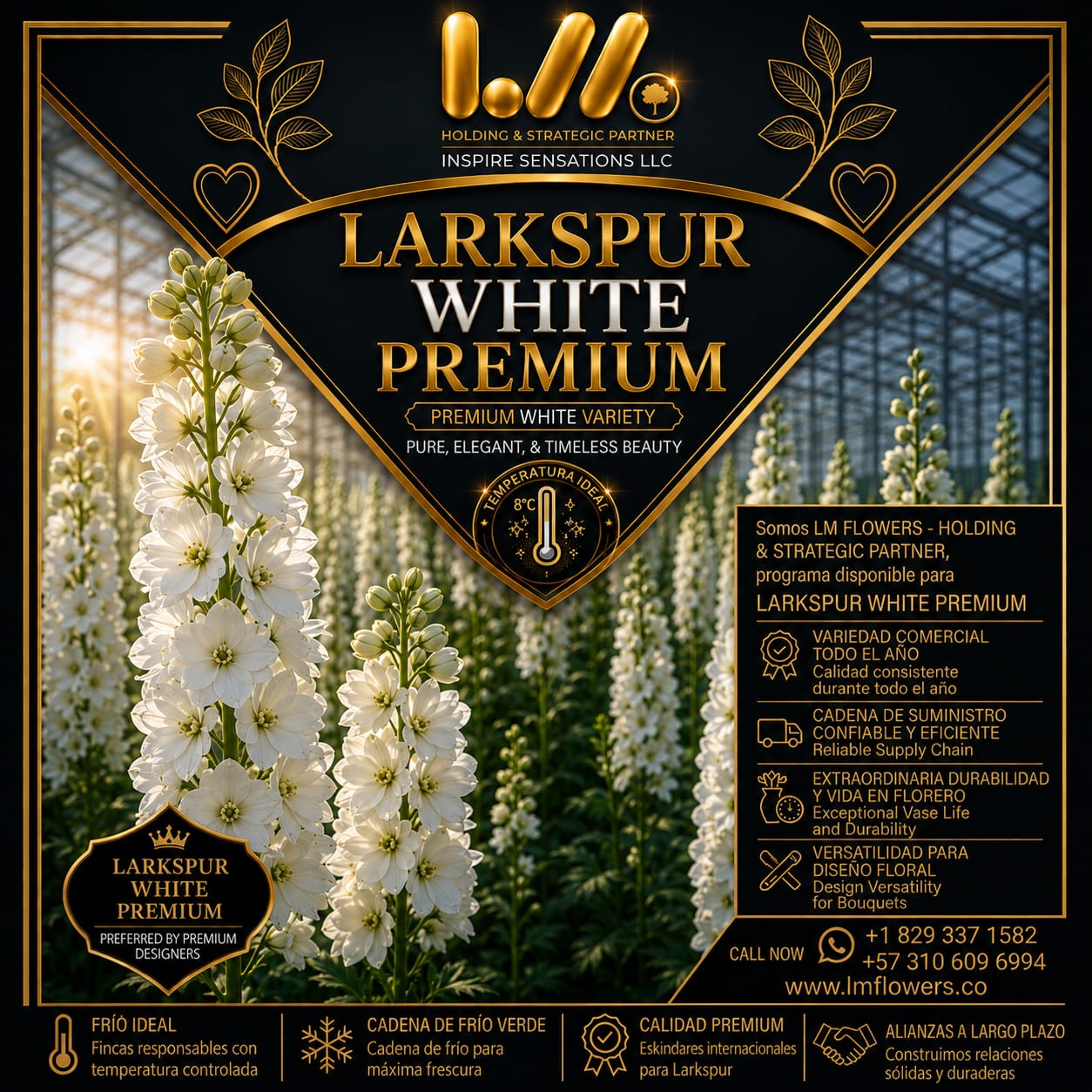 Diseño premium 08