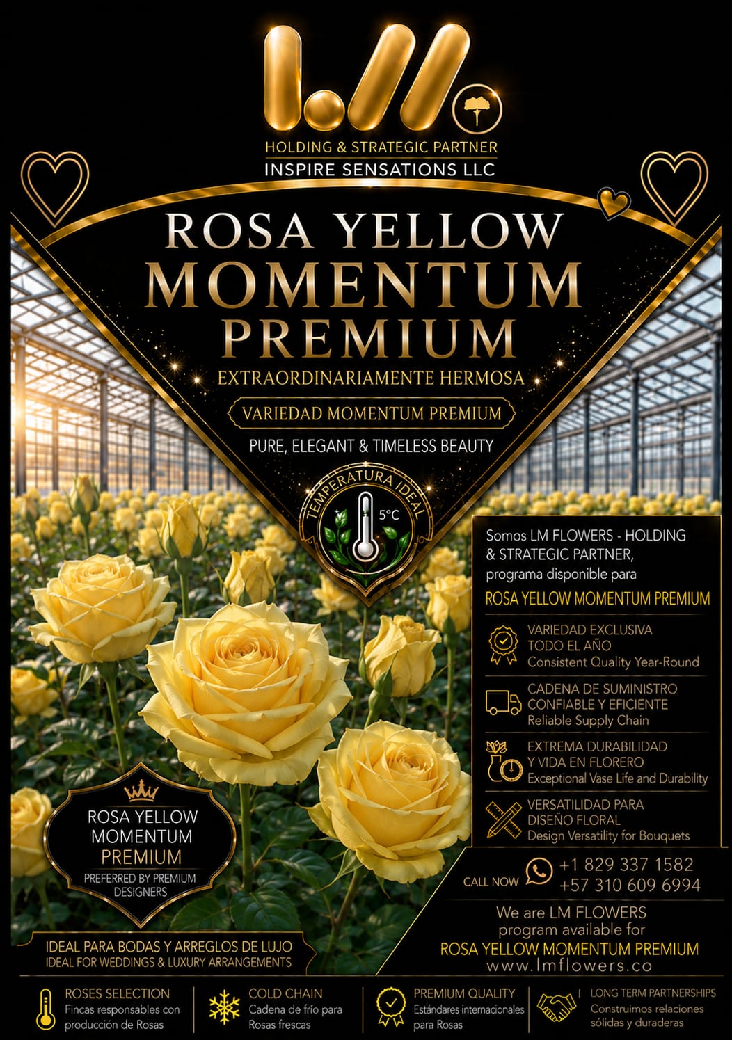 Rosas Momentum amarillas